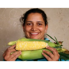 SWEETCORN COB  Each  NORTHLAND Grown